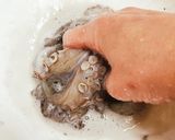 とっても簡単♪旨い生ダコの茹で方作り方4写真