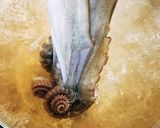 とっても簡単♪旨い生ダコの茹で方作り方8写真