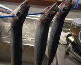 秋刀魚の一夜干し作り方2写真