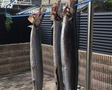 秋刀魚の一夜干し作り方3写真