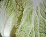 白菜１個の煮こみ・不細工でもメチャうま作り方8写真