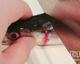 秋刀魚の簡単内臓処理＆長持ち保存方法作り方4写真