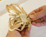 ボイルセコガニのさばき方作り方1写真