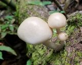 ヌメリツバタケ、むかご入りおじや作り方1写真