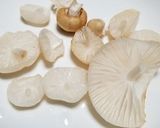 ヌメリツバタケ、むかご入りおじや作り方2写真