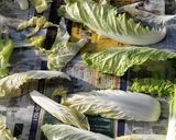 少量でも本格派(^o^) 白菜漬け作り方1写真