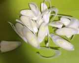 とろとろ餡と生姜でポカポカ！卵とじうどん作り方1写真
