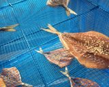 鯵のみりん干し(干物)作り方作り方5写真