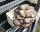 モッチモチ、生パスタ風のキノコパスタ作り方11写真