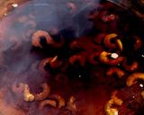 吉野家の味を追求♪あの馬鹿うま牛丼を再現作り方1写真