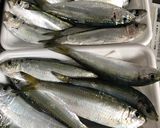 わち（ままかり）の甘酢漬け作り方3写真