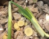 モツ煮込み作り方3写真