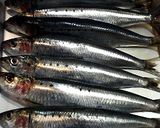 鰯（いわし）の手開き作り方1写真