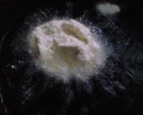 ふわふわ　山芋と豆腐の揚げだし作り方6写真