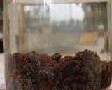 レーズン酵母･パイナップル酵母作り方2写真