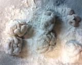 中華風鱈と白子の揚げ出しスープ作り方5写真