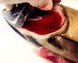 雄生鮭でトバを作る作り方5写真