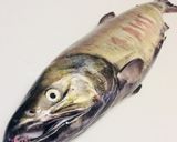 雄生鮭でトバを作る作り方1写真