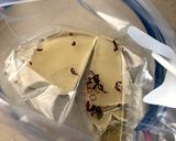柚子大根！甘酢漬け作り方1写真