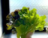 リボベジ 根付きレタスを育てて収穫しよう作り方2写真