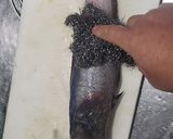 骨無しドンコ汁作り方1写真