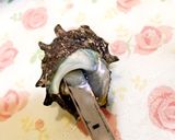 簡単＊時短！おうち割烹＊サザエのお刺身作り方2写真