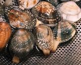❀アサリの砂抜き❀作り方3写真