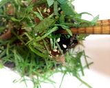 大葉まみれのかつおのりゅうきゅう作り方7写真