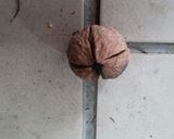 クルミの割り方作り方1写真