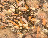 ひじきとベーコンのうま煮【冷凍・作り置き作り方3写真