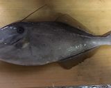 ウスバハギのお刺身作り方1写真