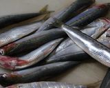 真いわしの手開き作り方1写真