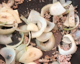 卵好きのための！とろりあんかけのW玉子丼作り方1写真