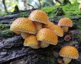 5種の天然キノコの贅沢おじや*（＾＾）*作り方2写真
