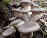 5種の天然キノコの贅沢おじや*（＾＾）*作り方3写真