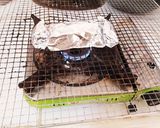 フィリピン風☆白身魚の香味蒸し焼き作り方6写真