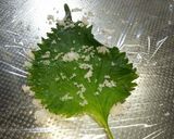 【男の料理】塩漬け大葉の焼きおにぎり作り方3写真