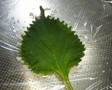 【男の料理】塩漬け大葉の焼きおにぎり作り方4写真