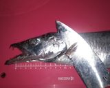 【男飯】太刀魚のカルパッチョ作り方2写真