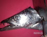 【男飯】太刀魚のカルパッチョ作り方3写真