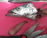 【男飯】太刀魚のカルパッチョ作り方5写真
