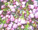 美しさよ永遠に！桜の塩漬け（梅酢漬け）作り方1写真