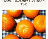 置き方で簡単！みかん長持ちのコツ作り方5写真