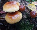 開きナメコとヌメリスギタケの年越し蕎麦作り方1写真
