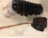 お父さんが伊勢海老のお刺身を作ったよ作り方3写真