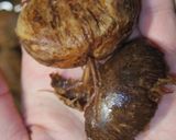 生栗の下茹で!ベーキングパウダーver作り方43写真