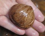 生栗の下茹で!ベーキングパウダーver作り方58写真