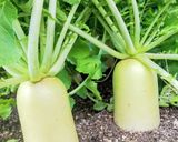 大根ステーキ作り方1写真