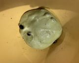 黒豆抹茶クグロフ（ストレート酵母）作り方2写真
