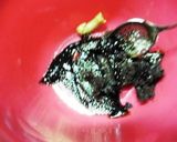 串たまねぎの味噌焼き作り方3写真